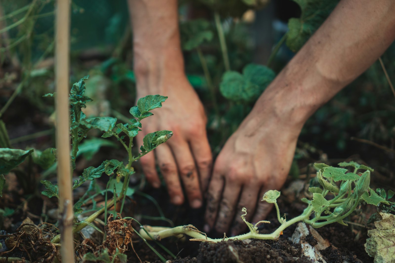 Mains plantant dans une terre riche